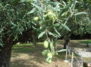 Em toda a Grécia podemos observar os frutos da Oliveira